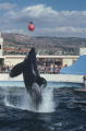 Killer whale performing