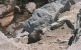 Yellow-bellied marmot