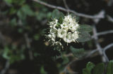 Western labrador tea