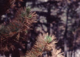 Jeffrey pine