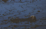 Sea otter