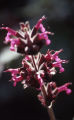 Hummingbird Sage