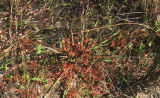 Roundleaf sundew