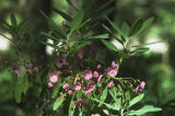 Sheep laurel