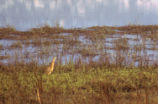 American bittern