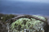 Southern Alligator Lizard