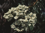 Catalina ironwood flowers