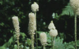 Common beargrass