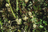 Labrador tea