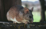 Desert woodrat