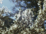 Mountain mahogany