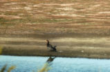 Double-crested cormorant