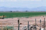 Burrowing owl