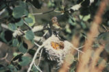 Warbling vireo