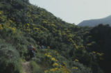 Giant coreopsis