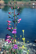 Showy penstemon