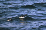 Common murre and chick