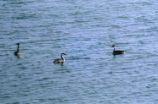 Western grebe