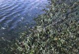 Eelgrass