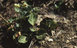 Whiteveined wintergreen