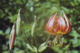 Leopard lily