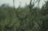 Coastal sagebrush