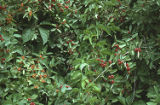 Russet buffaloberry