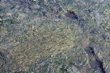 Eelgrass