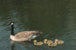 Canada goose and goslings