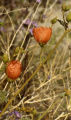 Desert globemallow