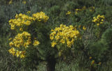 Giant coreopsis