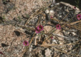 Johnston's monkeyflower