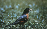 American robin