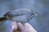 Rufous-crowned sparrow