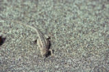Side-blotched lizard