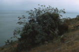 Santa Barbara Island buckwheat