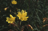 Hooker's evening primrose