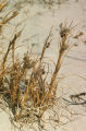 Sanddune sandbur