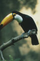 Toco toucan