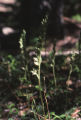 Rattlesnake plantain