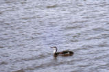 Red-throated loon