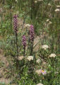 Elephanthead lousewort