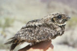 Common poorwill