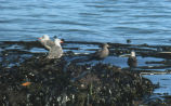 Heermann's gulls