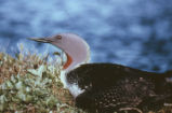 Red-throated loon