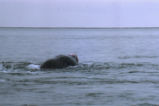 Gray whale