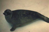 Ringed seal