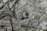 Killdeer nest and eggs