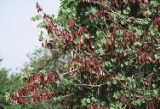 California redbud