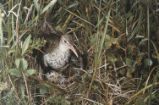 Spotted sandpiper